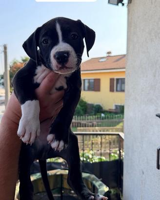 American Staffordshire Terrier