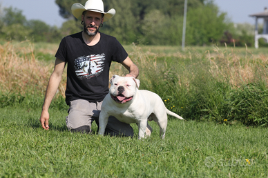 American Bully standard