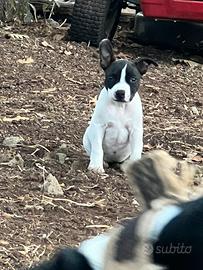 Ultima cucciola staffy
