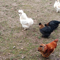 Incrocio gallo moroseta e concicina