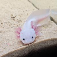 Axolotl leucistico