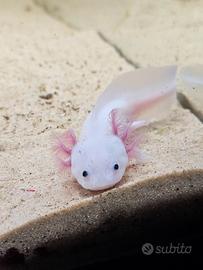 Axolotl leucistico