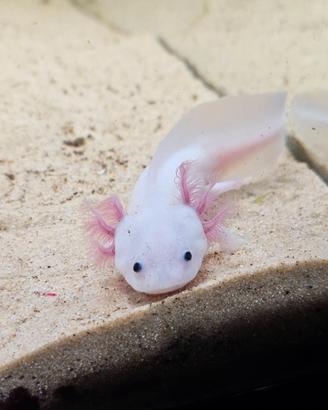 Axolotl leucistico