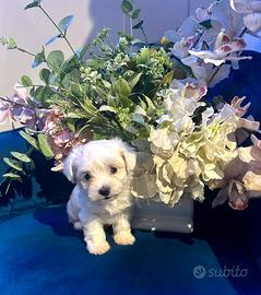 Maltese coreano Toy pronta consegna