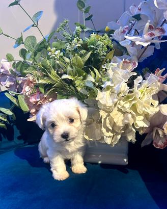 Maltese coreano Toy pronta consegna