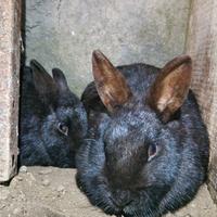 Conigli da compagnia