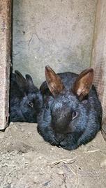 Conigli da compagnia