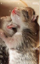 Cuccioli di gatto