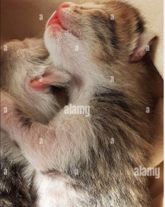 Cuccioli di gatto