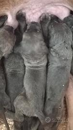 Cane corso
