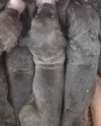 Cane corso