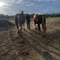 Cavallo da tiro francese contois