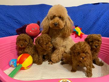 Barboncino Toy con pedigree Enci