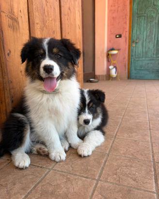 Cucciola Pastore Australiano