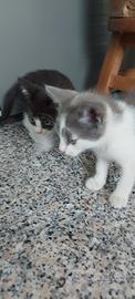 Gattini dolcissimi da adottare