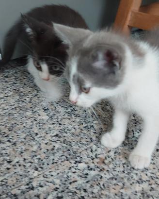 Gattini dolcissimi da adottare
