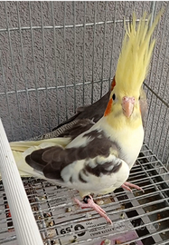 Pappagalli calopsite