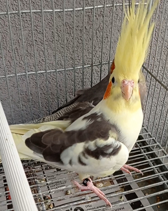 Pappagalli calopsite