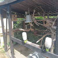 Voliere più pappagalli