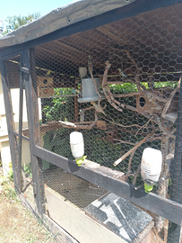 Voliere più pappagalli