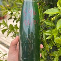 Fitoplancton vivo synechococcus acquario marino