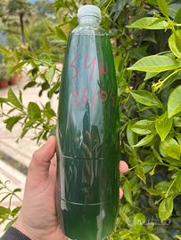 Fitoplancton vivo synechococcus acquario marino