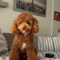 Barboncino per accoppiamento