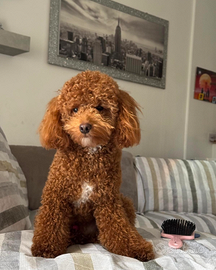 Barboncino per accoppiamento