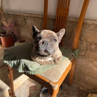 Buldog Francese