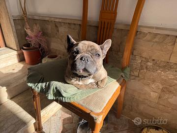 Buldog Francese