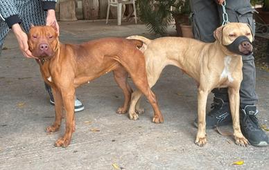 Cuccioli di pitbull ADBA