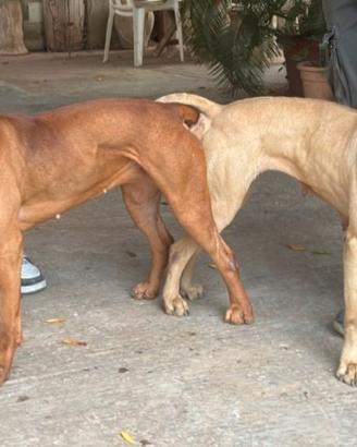 Cuccioli di pitbull ADBA