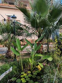 Piante di Thalia dealbata