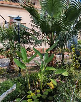 Piante di Thalia dealbata