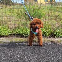 Barboncino Toy Maschio 7 mese Red Braun