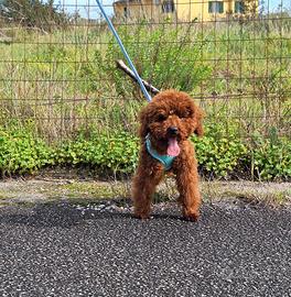 Barboncino Toy Maschio 7 mese Red Braun