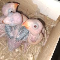 Pulli parrocchetto dal collare blu cleartail