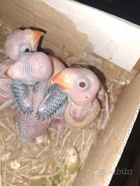 Pulli parrocchetto dal collare blu cleartail