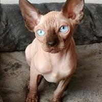 Maschietto Elf straight (cugino dello Sphynx)