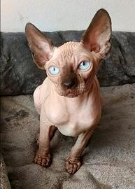 Maschietto Elf straight (cugino dello Sphynx)