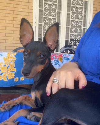 Cane piccola taglia