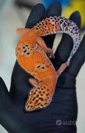 Geco Leopardino