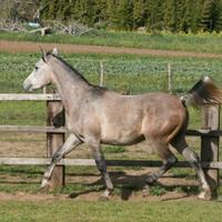 Puledro purosangue arabo egiziano 22 mesi