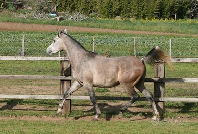 Puledro purosangue arabo egiziano 22 mesi