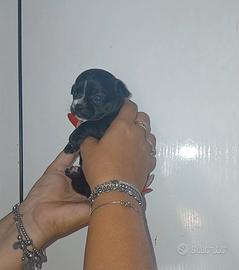 Cuccioli di Chihuahua