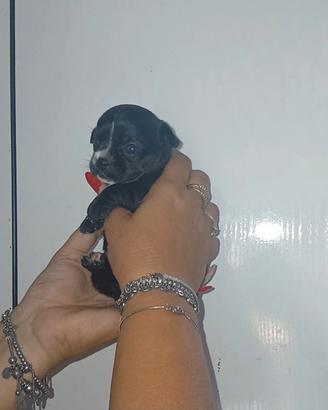 Cuccioli di Chihuahua