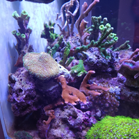 Coralli molli lps sps skimmer