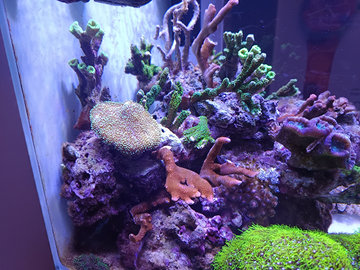 Coralli molli lps sps skimmer