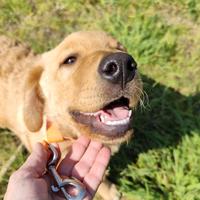 GAETANO mix Golden Retriever 5 mesi