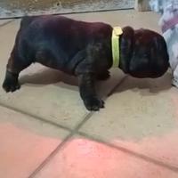 Bulldog francese bringee femmina
